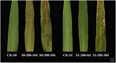 Ozone stress-induced DNA methylation variations and their transgenerational inheritance in foxtail millet